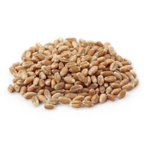 TRIGO EM GRÃOS ( A GRANEL ) 